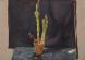 Cactus with Black Apron